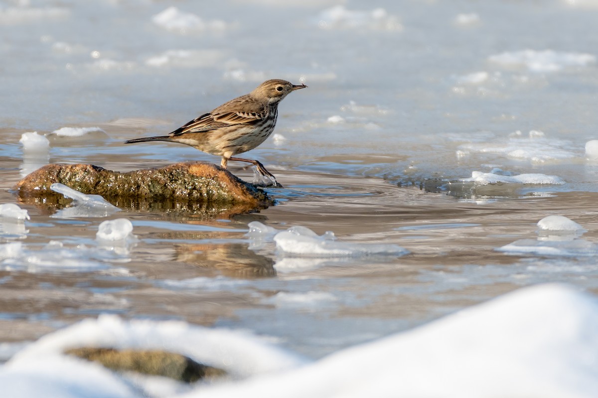 Pipit d'Amérique - ML306904221