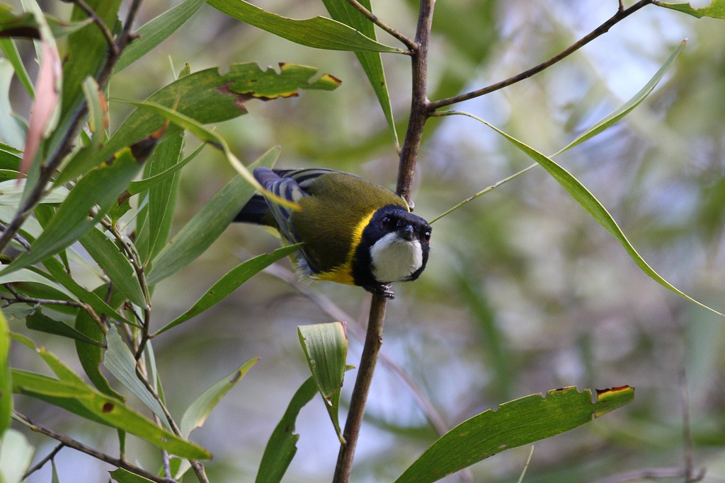 Golden Whistler - Andrew Naumann