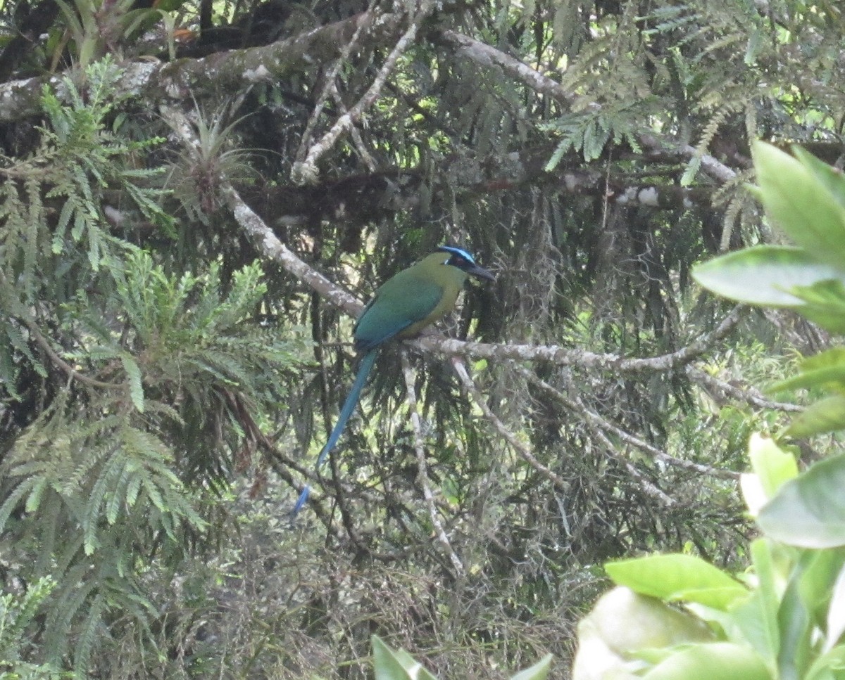 Andean Motmot - ML306906401
