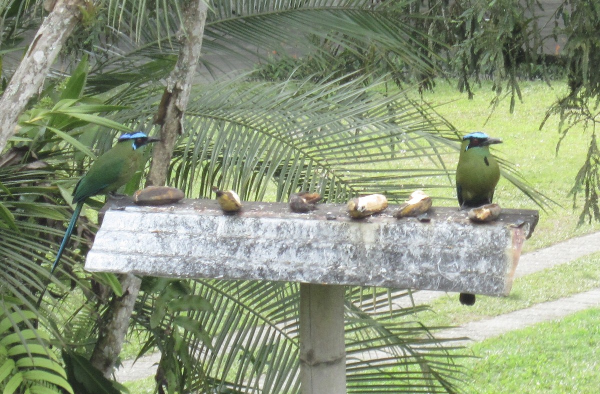 Andean Motmot - ML306906421