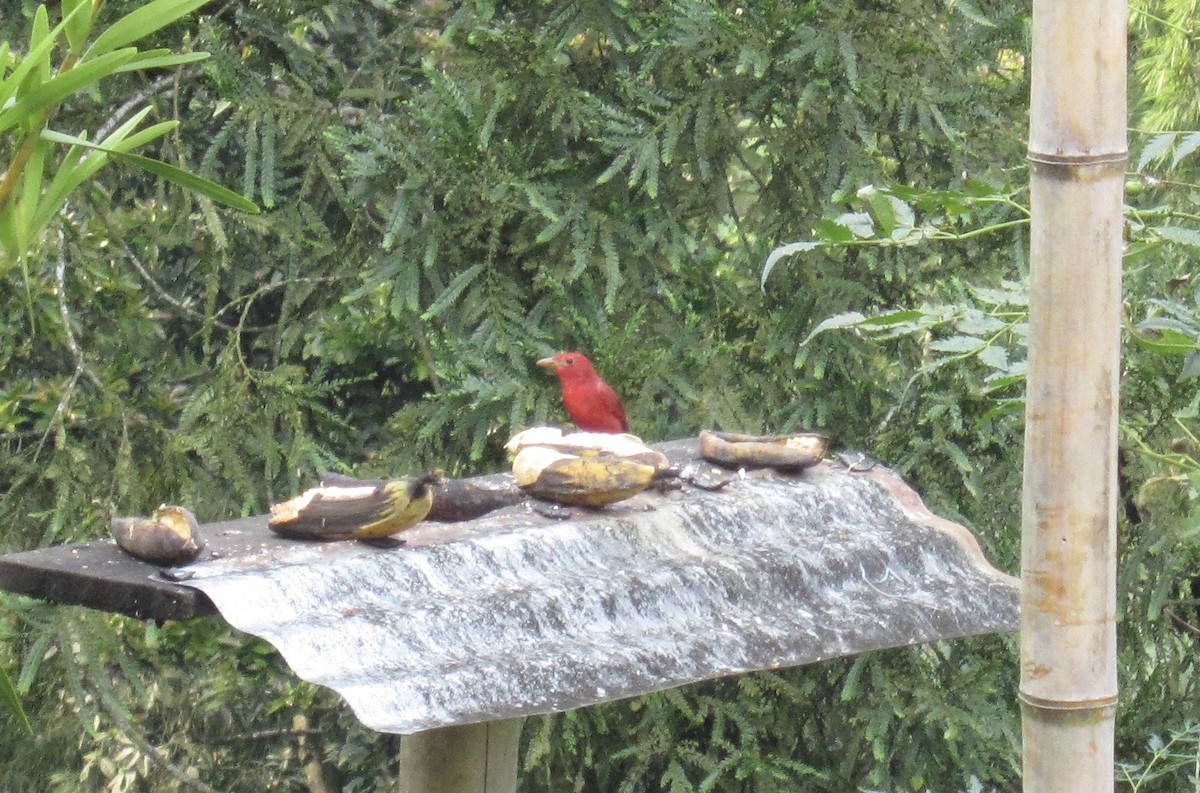 Summer Tanager - ML306906451