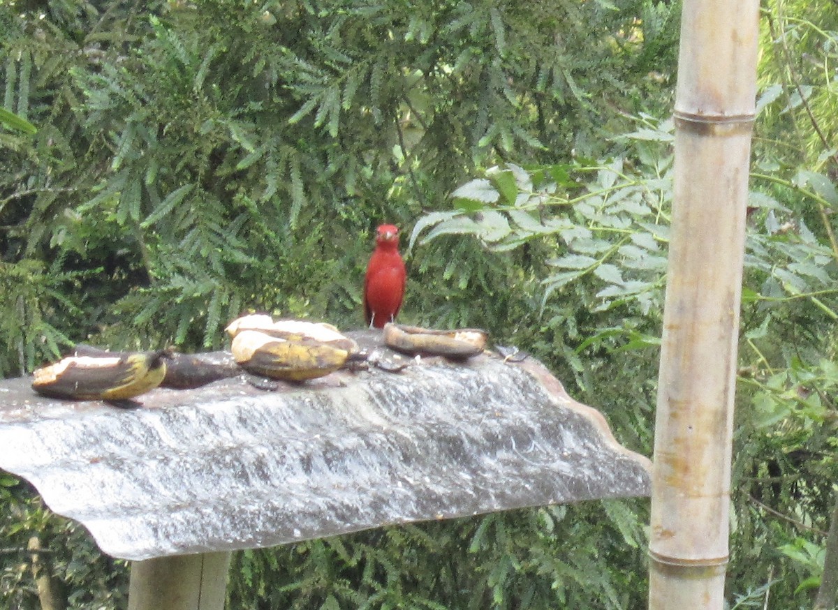 Summer Tanager - ML306906461