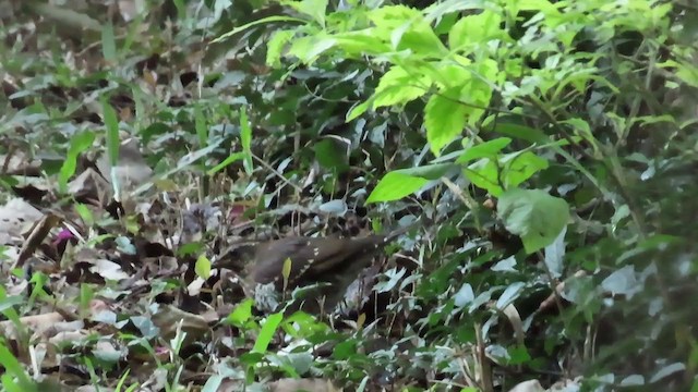 Pied Thrush - ML306913391