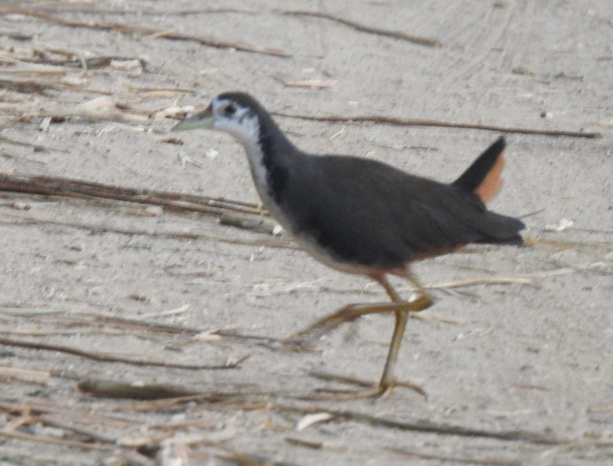 White-breasted Waterhen - ML306914131