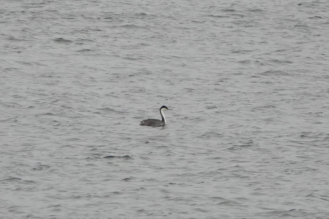 Western Grebe - ML306915891