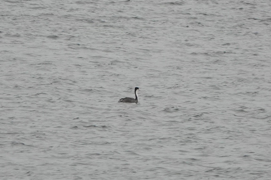 Western Grebe - ML306915901