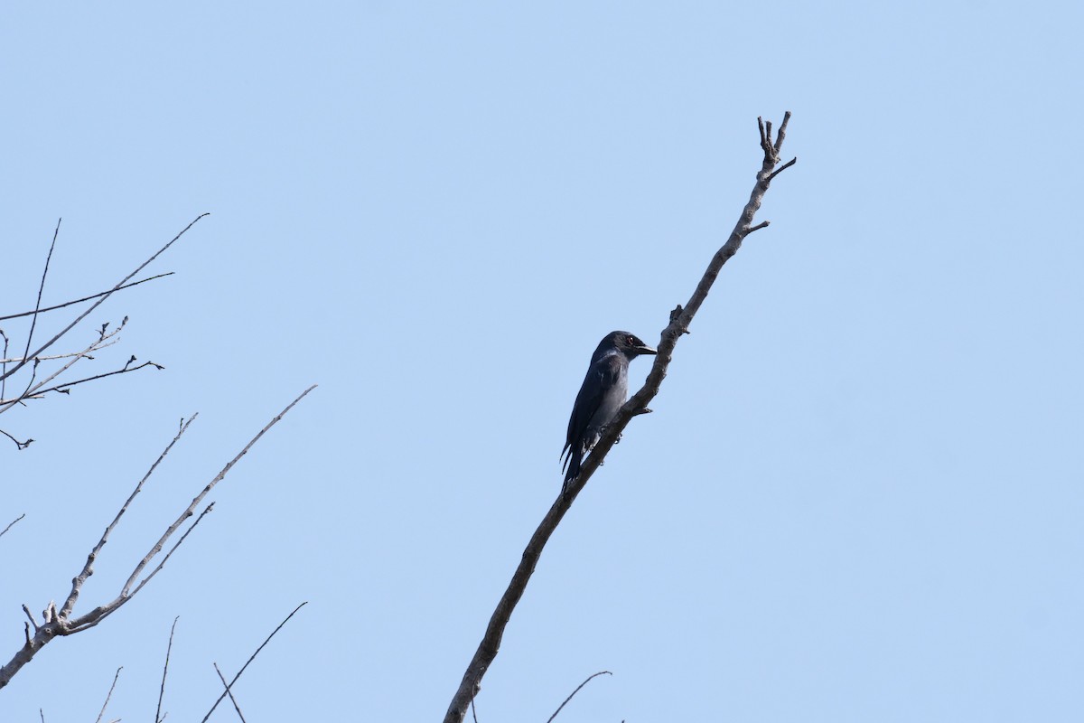 Ashy Drongo - ML306917251