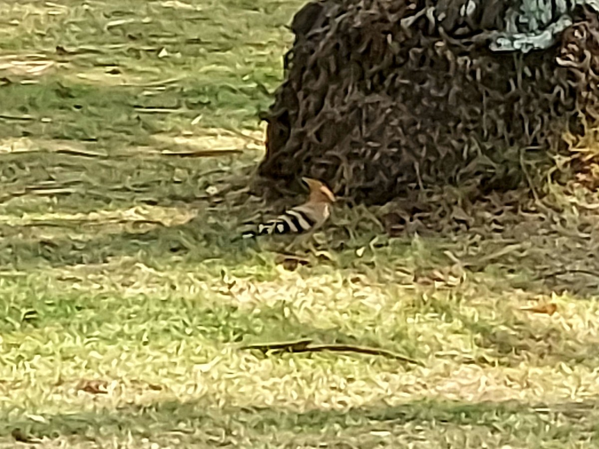 Eurasian Hoopoe - ML306917591