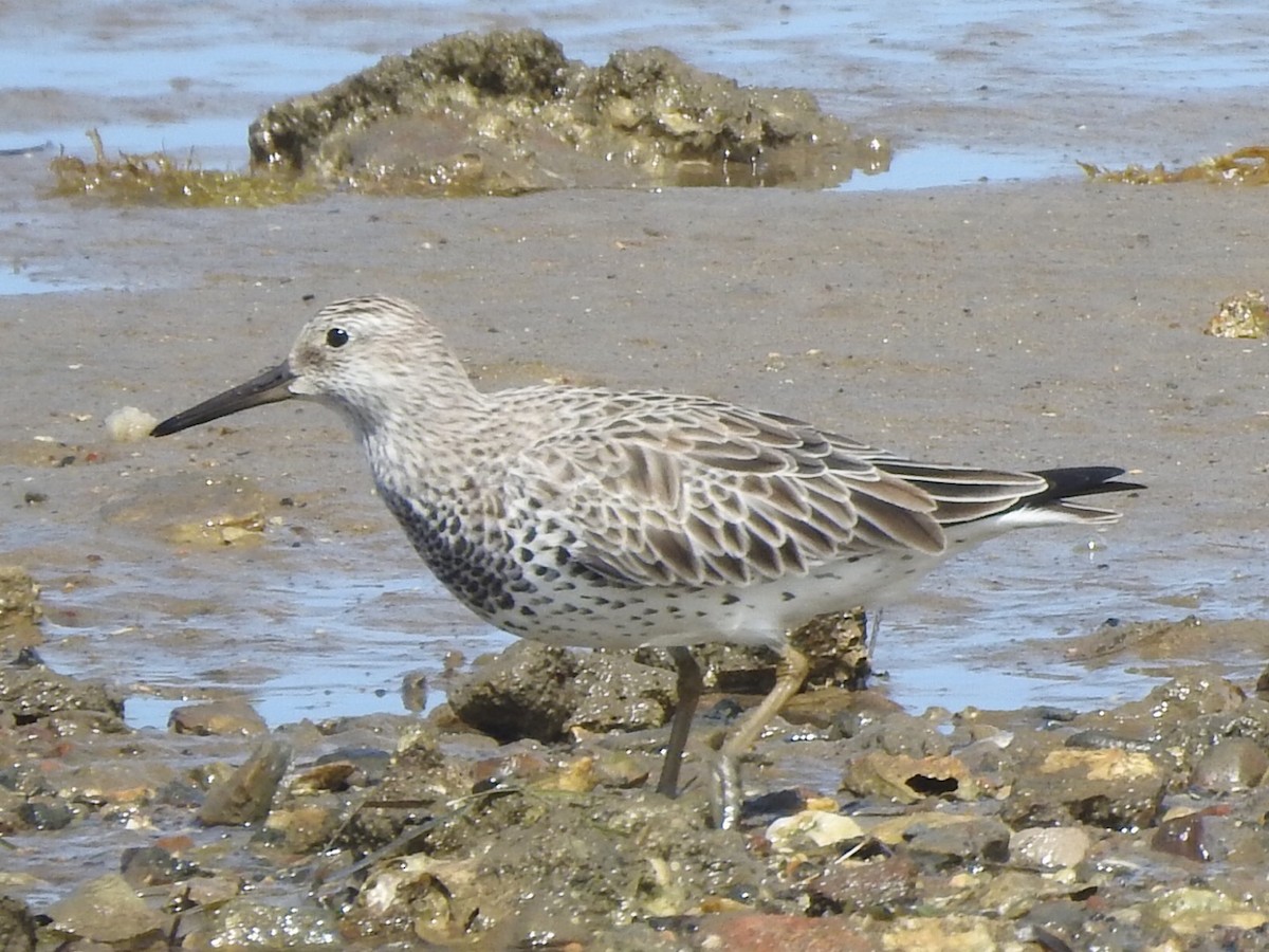 Great Knot - ML306919001