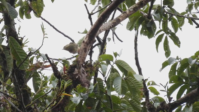 Rufous-rumped Foliage-gleaner - ML306919121