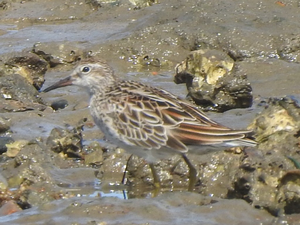 Sharp-tailed Sandpiper - Scott Fox