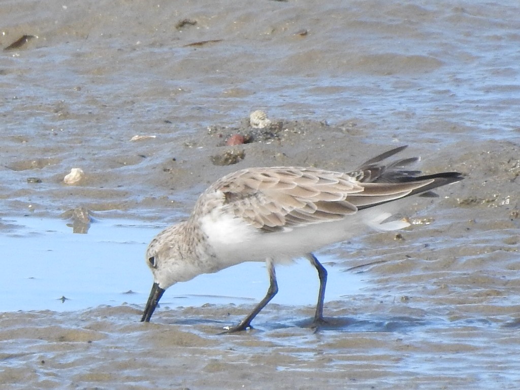 Red-necked Stint - ML306919201