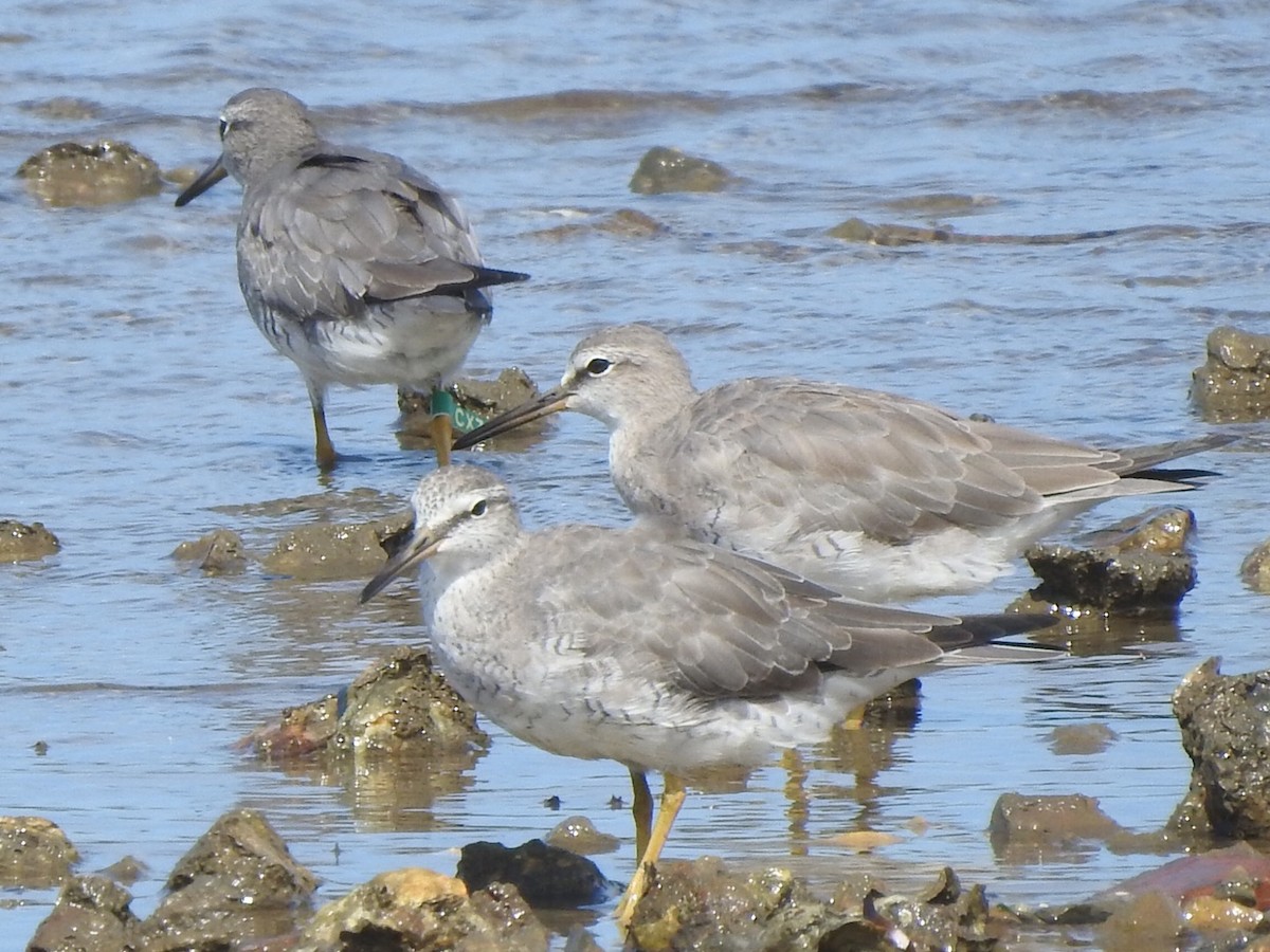 Gray-tailed Tattler - ML306919261