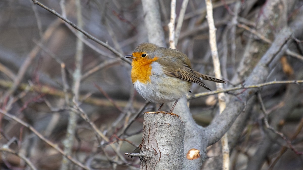 European Robin - Ogün Aydin