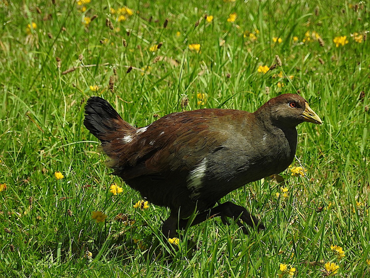 Tasmanian Nativehen - George Vaughan