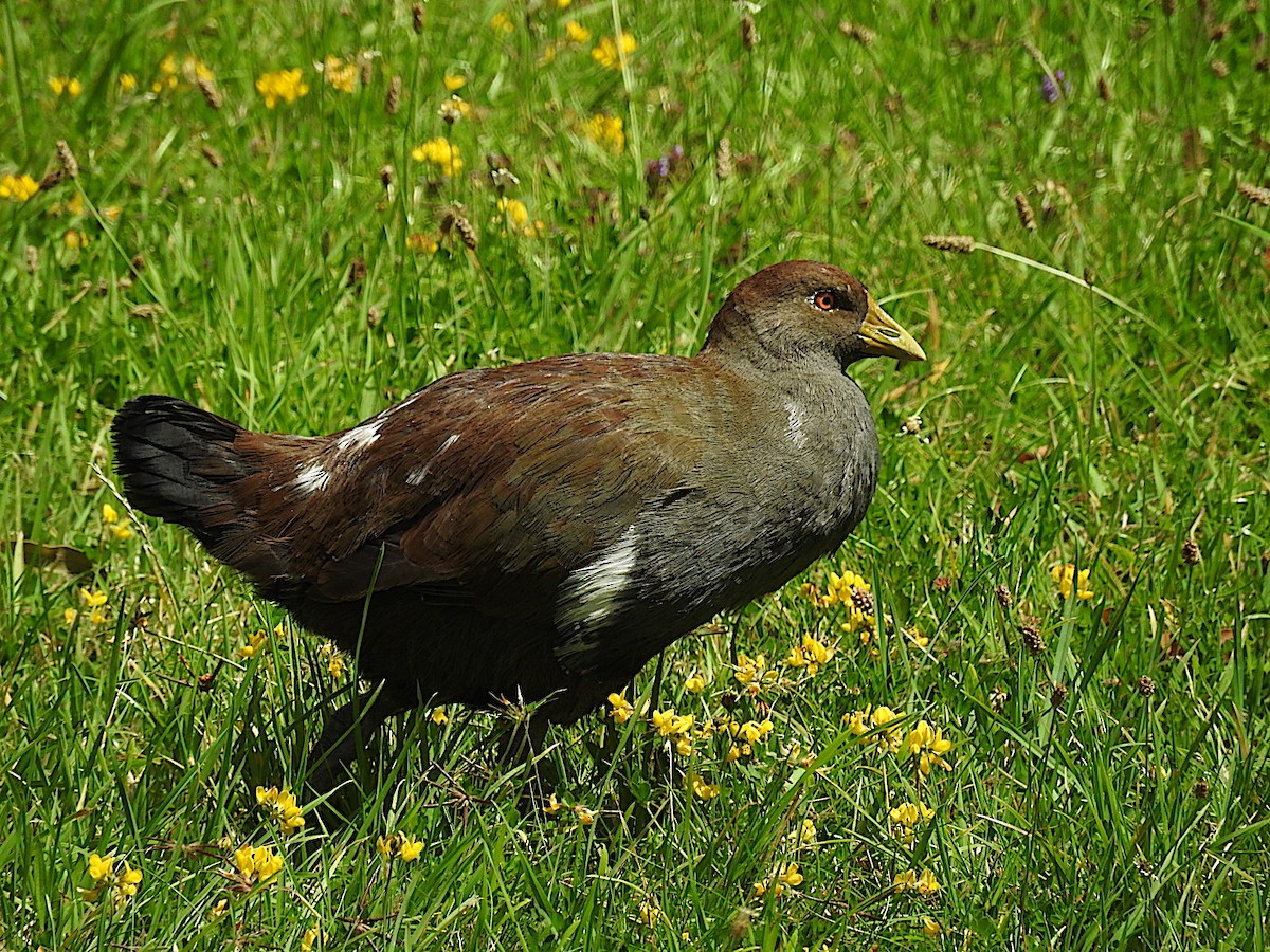 Tasmanian Nativehen - George Vaughan