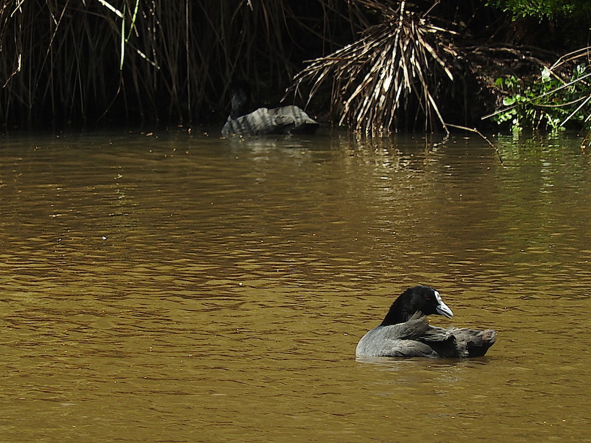 Eurasian Coot - George Vaughan