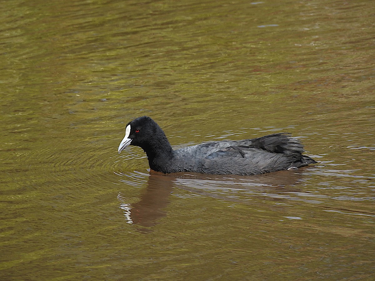 Eurasian Coot - ML306924761