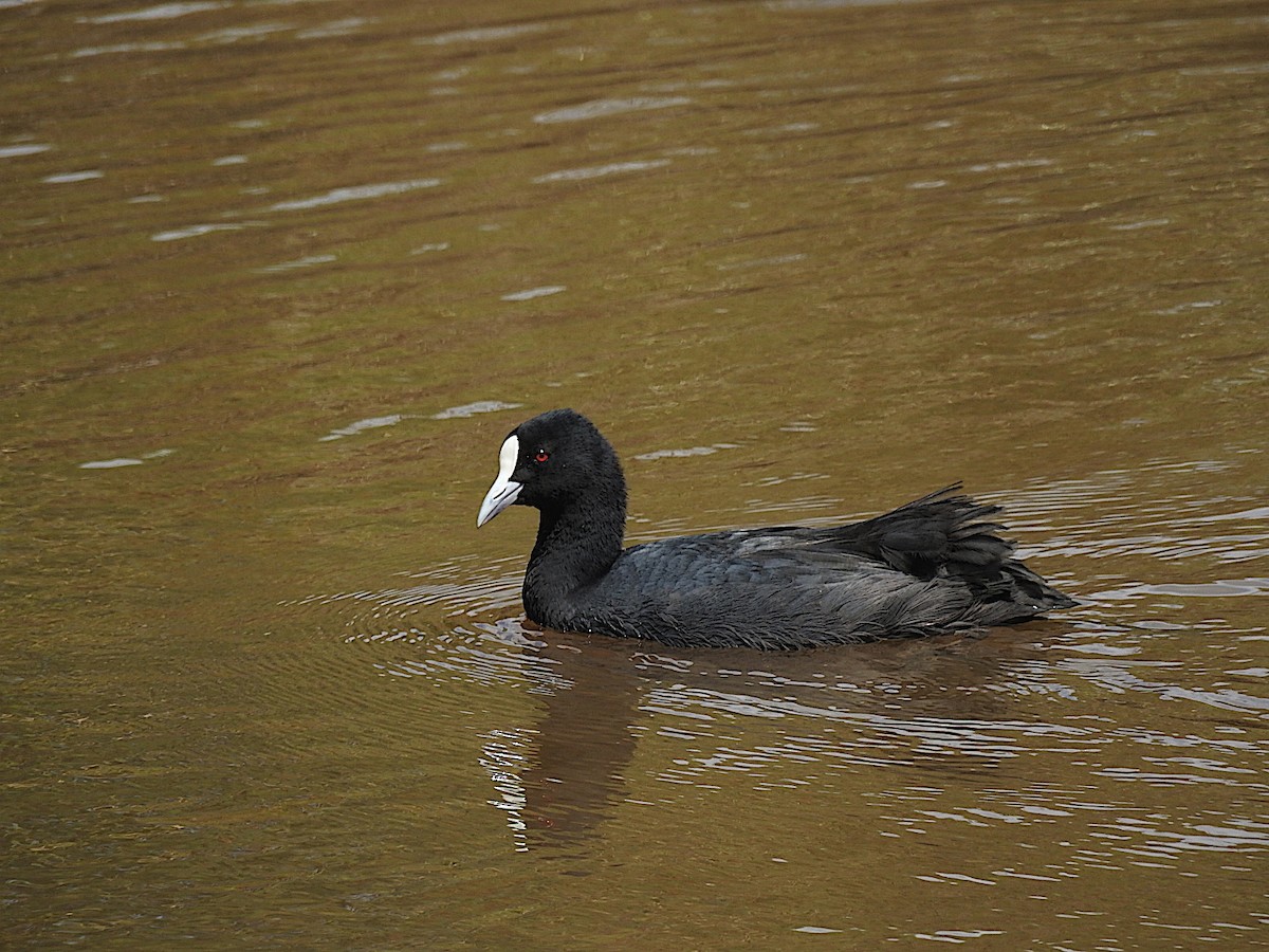 Eurasian Coot - ML306924781