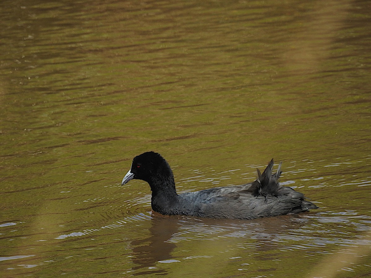 Eurasian Coot - ML306924871