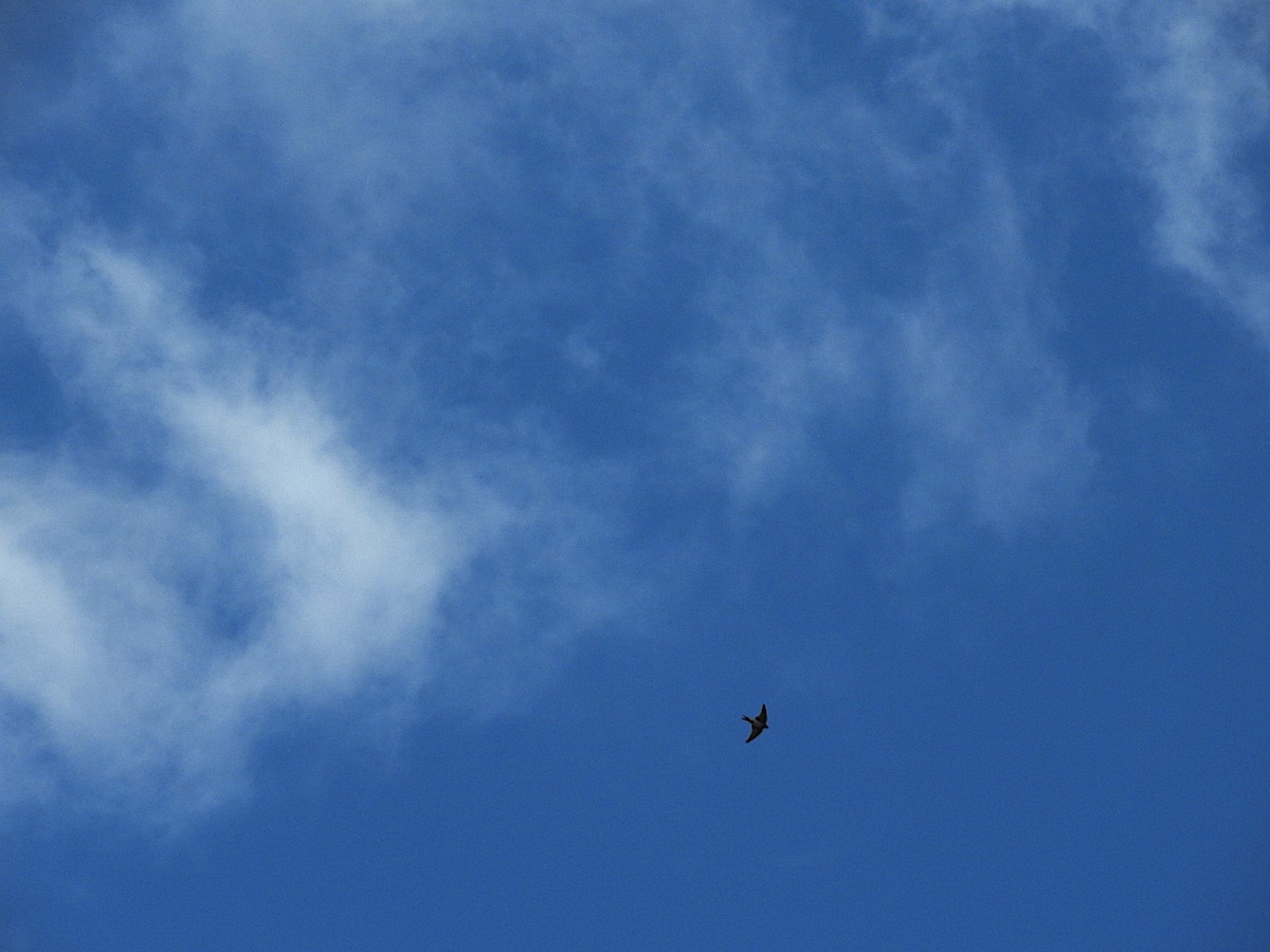 Golondrina Australiana - ML306925551