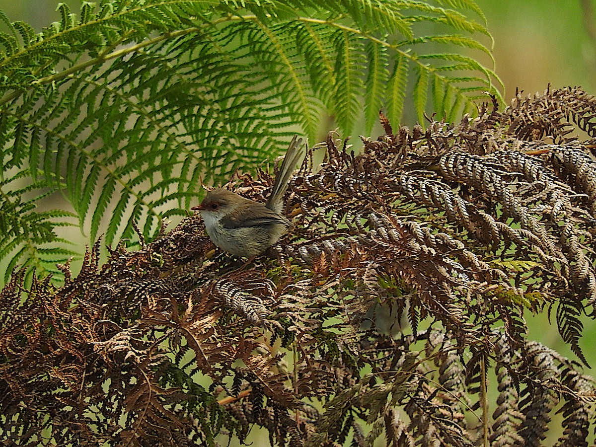 Superb Fairywren - George Vaughan