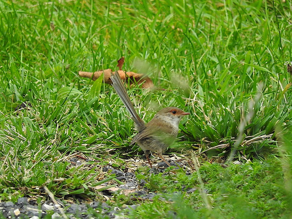 Superb Fairywren - George Vaughan