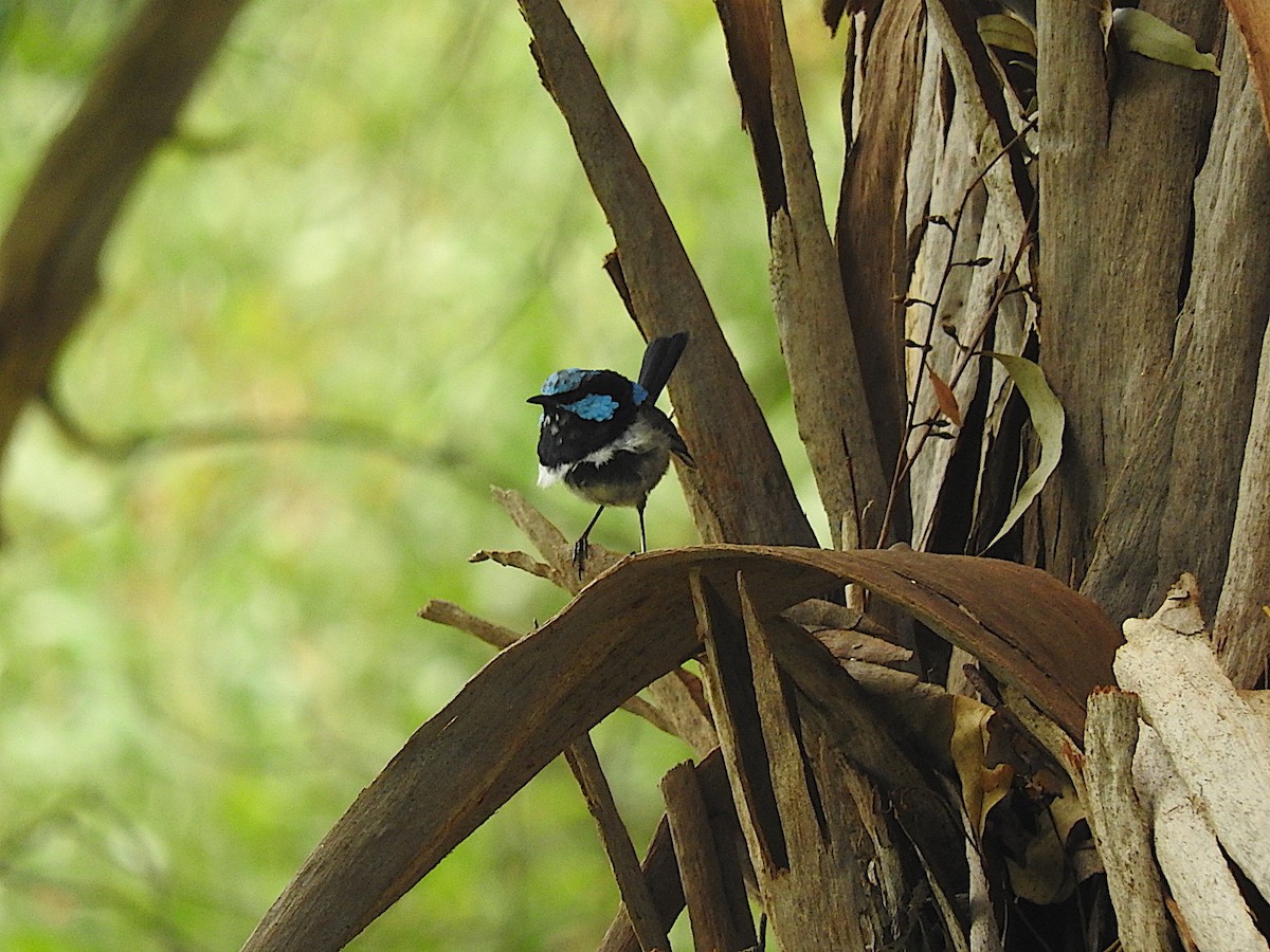 Superb Fairywren - ML306926191