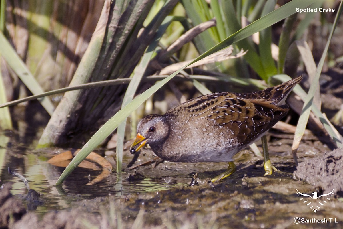 Spotted Crake - ML306926211