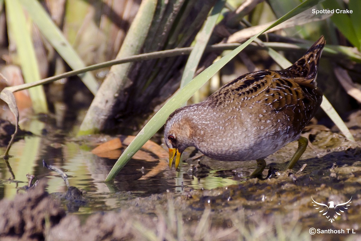 Spotted Crake - ML306926221