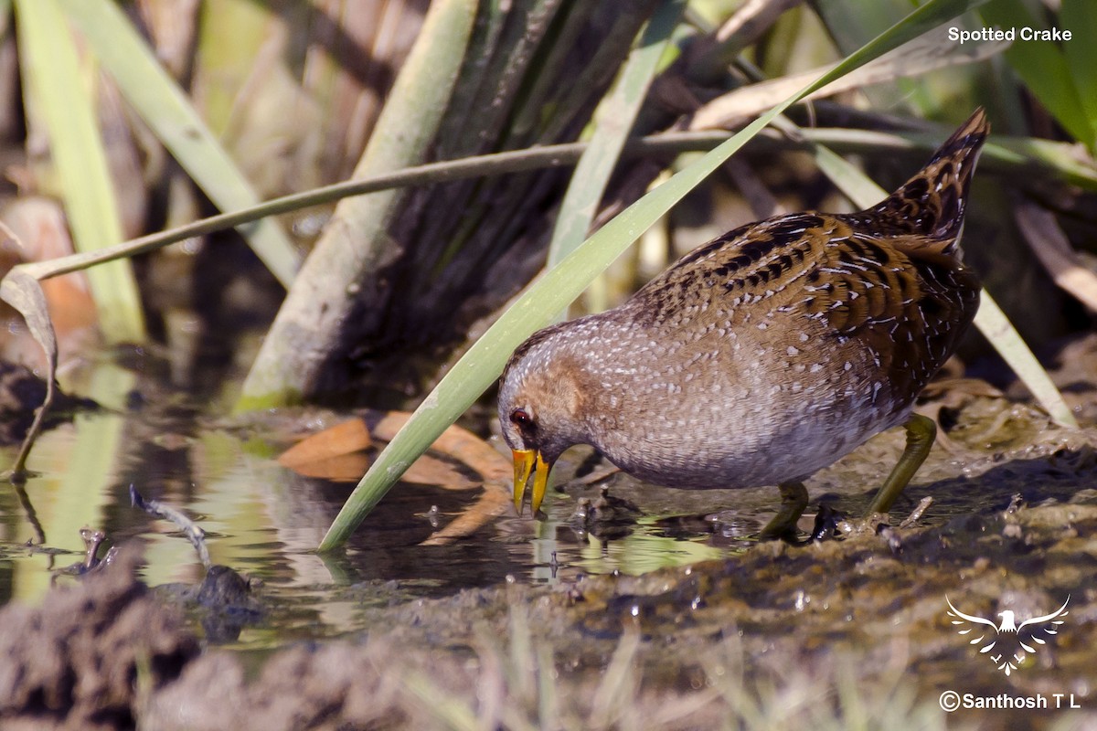 Spotted Crake - Santhosh T L