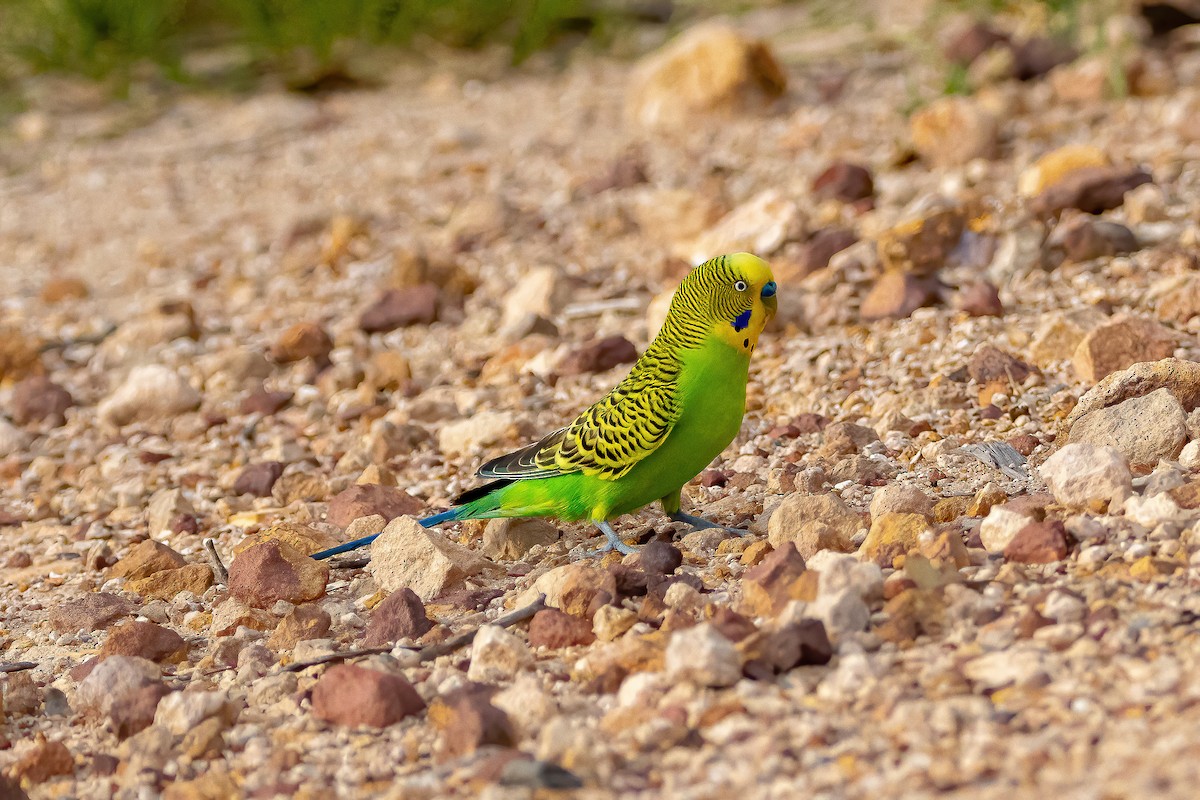 Budgerigar - ML306927451