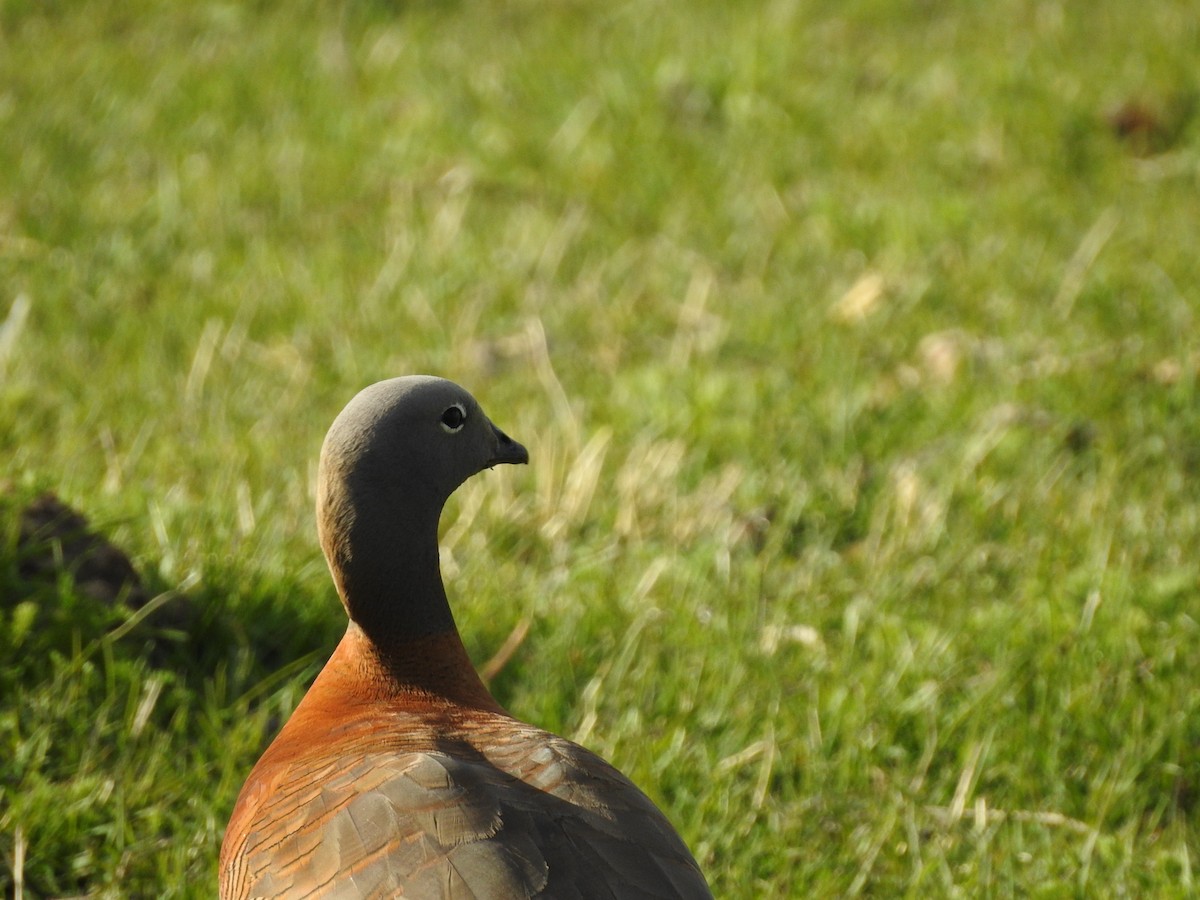 Ashy-headed Goose - ML306927801