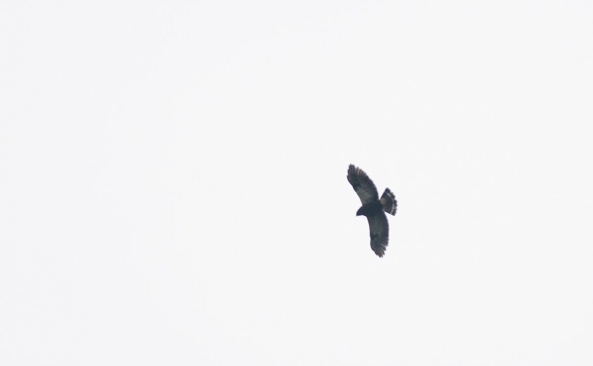 White-rumped Hawk - Giselle Mangini