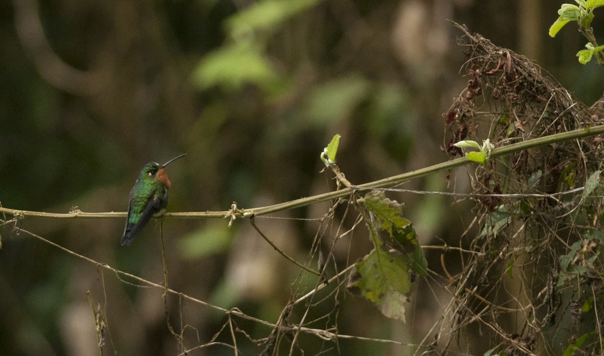 Blue-capped Puffleg - Giselle Mangini