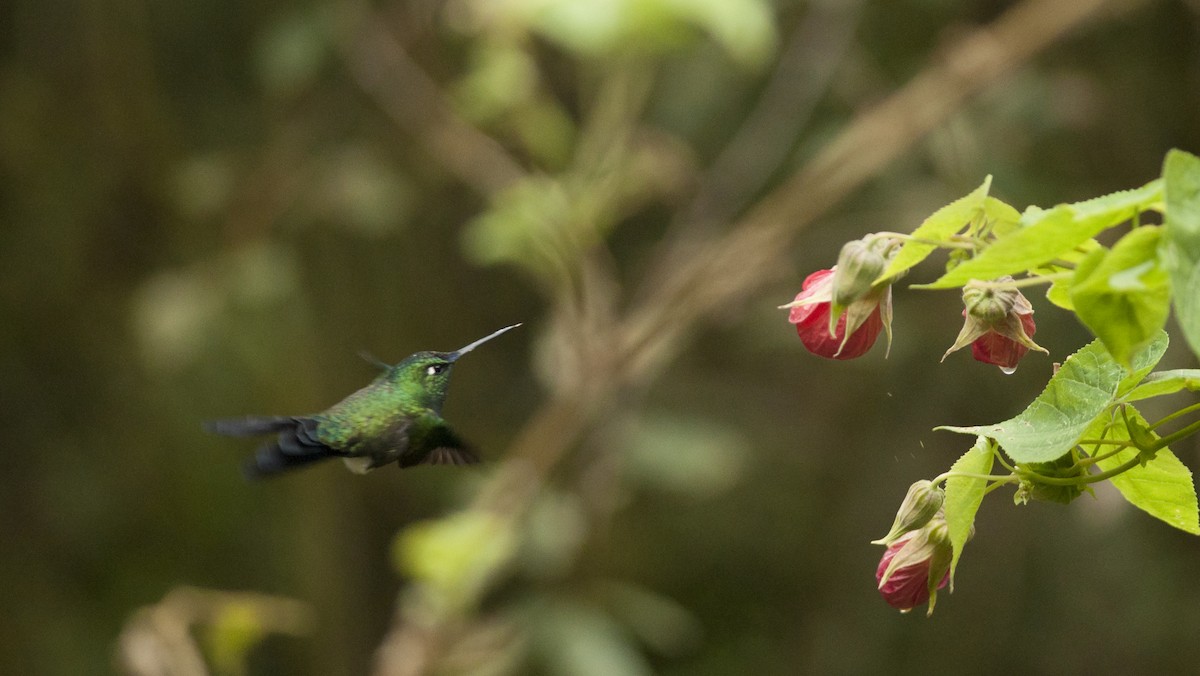 Blue-capped Puffleg - Giselle Mangini