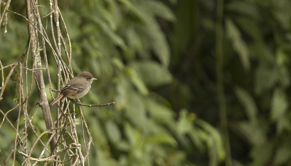 Plumbeous Black-Tyrant - Giselle Mangini