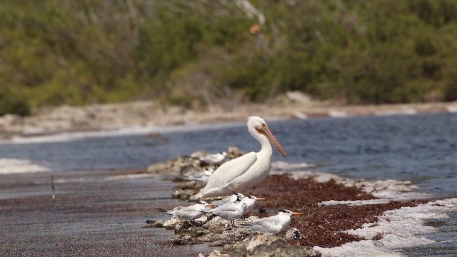 pelikán severoamerický - ML306931821