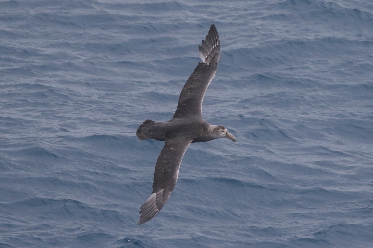 Southern Giant-Petrel - Roly Pitts