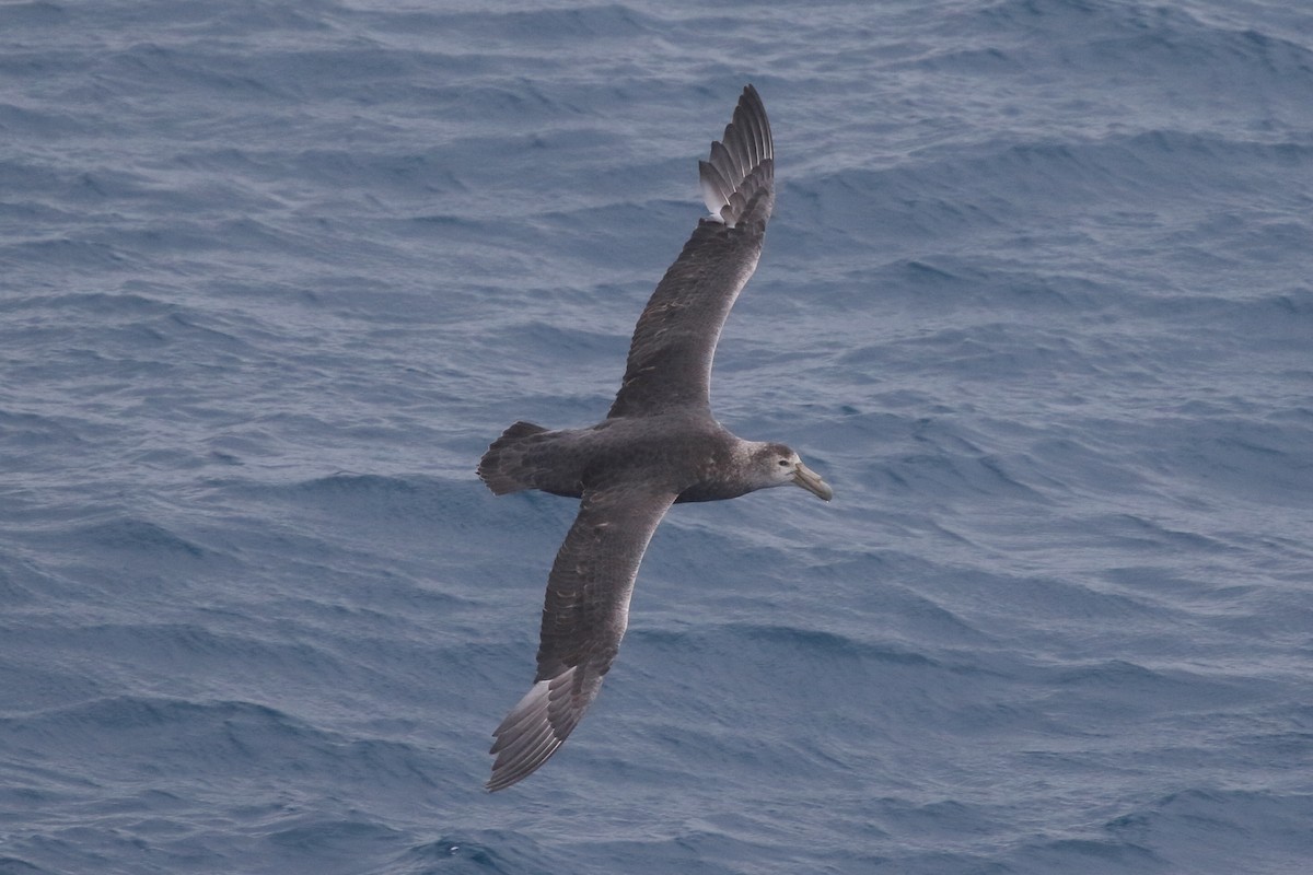 Southern Giant-Petrel - ML306932541