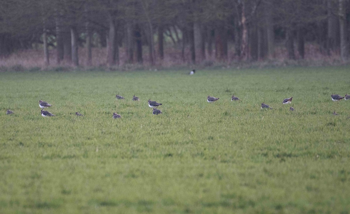 Northern Lapwing - ML306933171