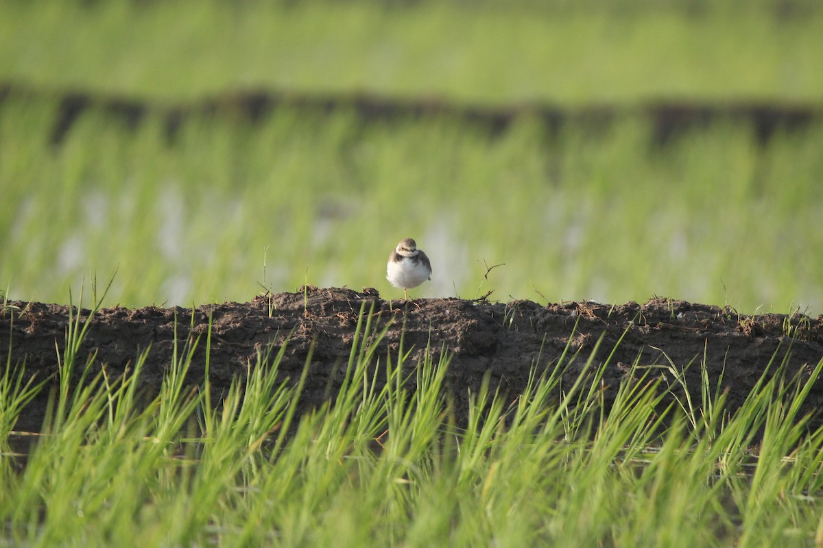 Kentish Plover - Vivek Singh