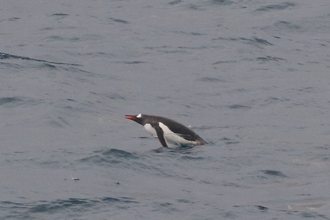 Gentoo Penguin - ML306934551