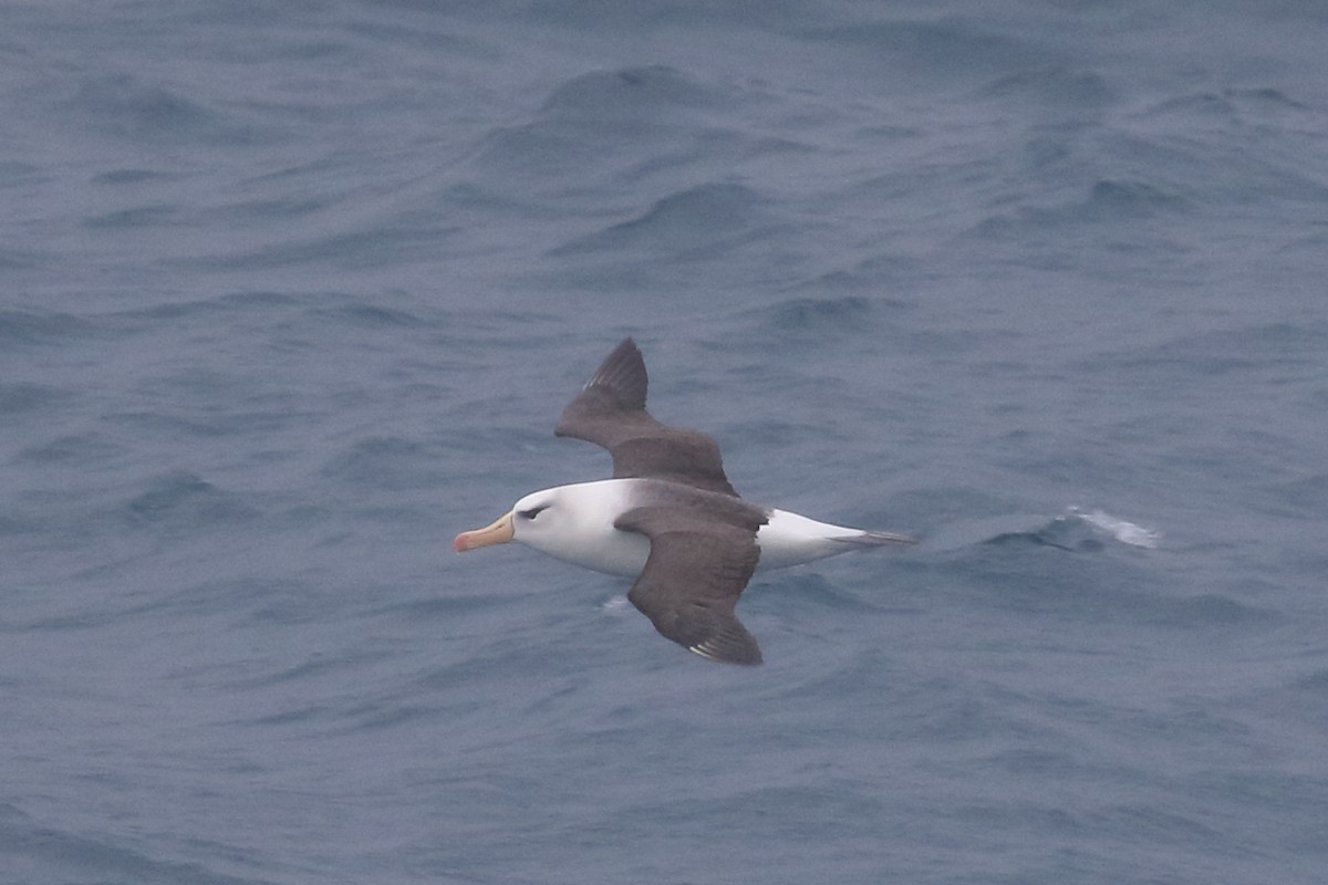 Black-browed Albatross - ML306934611