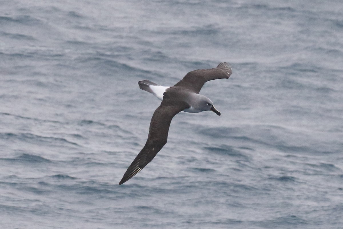 Gray-headed Albatross - ML306934671