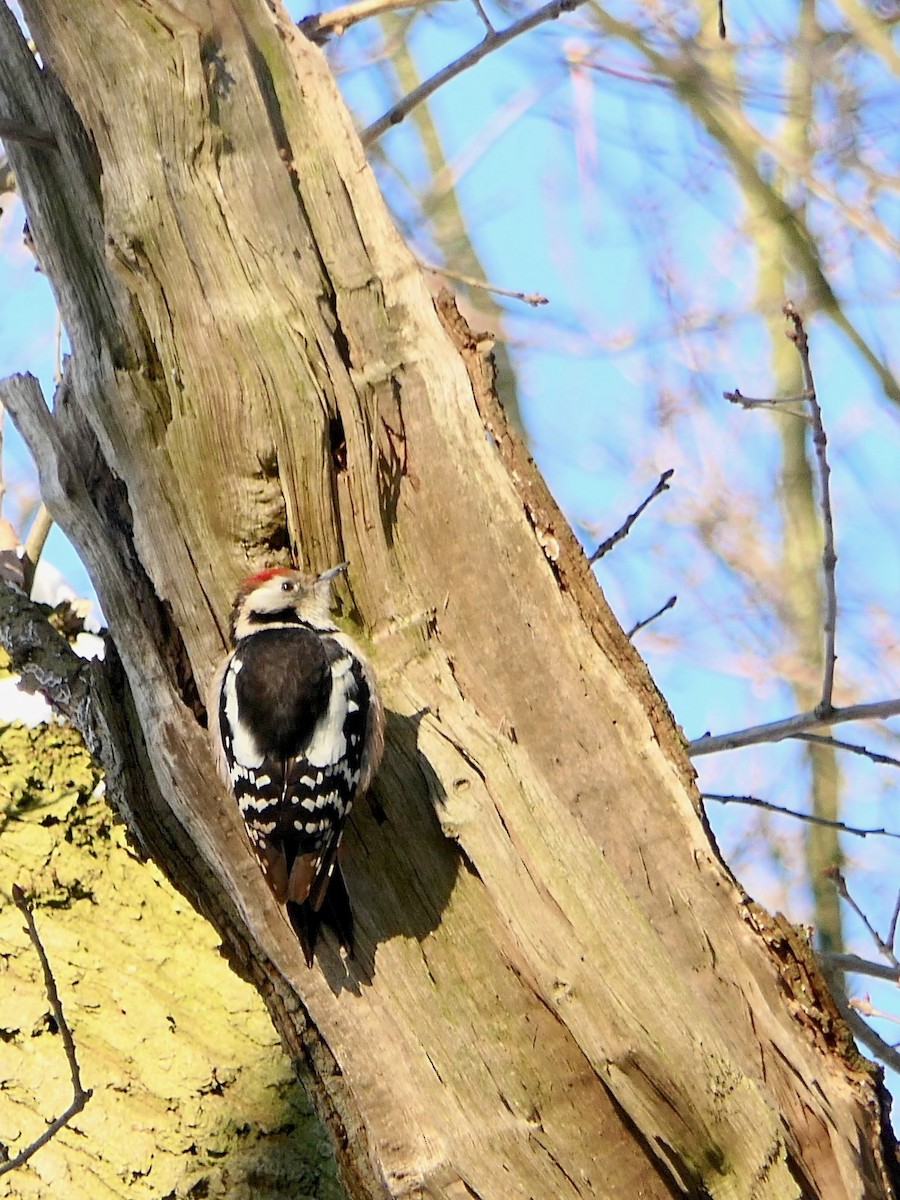 Middle Spotted Woodpecker - ML306934951