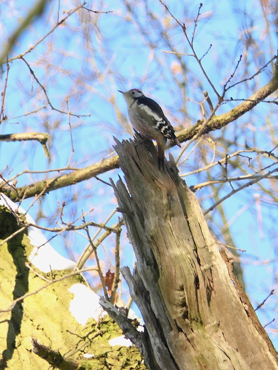 Middle Spotted Woodpecker - ML306934991