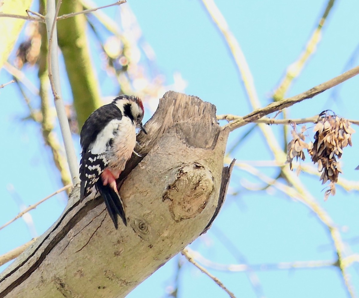 Middle Spotted Woodpecker - ML306935011