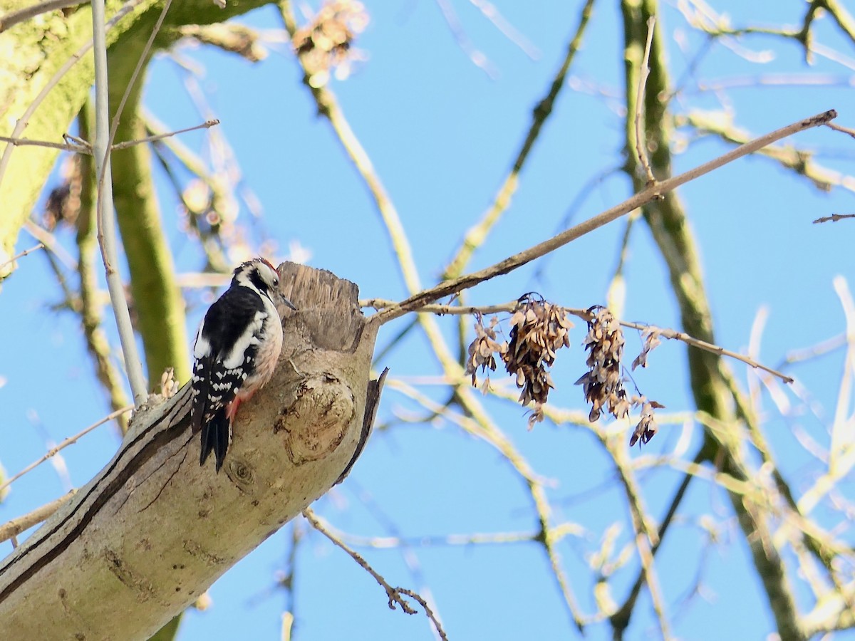 Middle Spotted Woodpecker - ML306935021