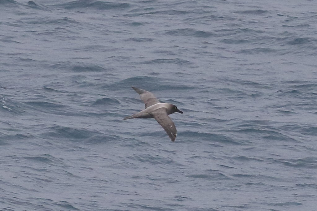 Light-mantled Albatross - Roly Pitts